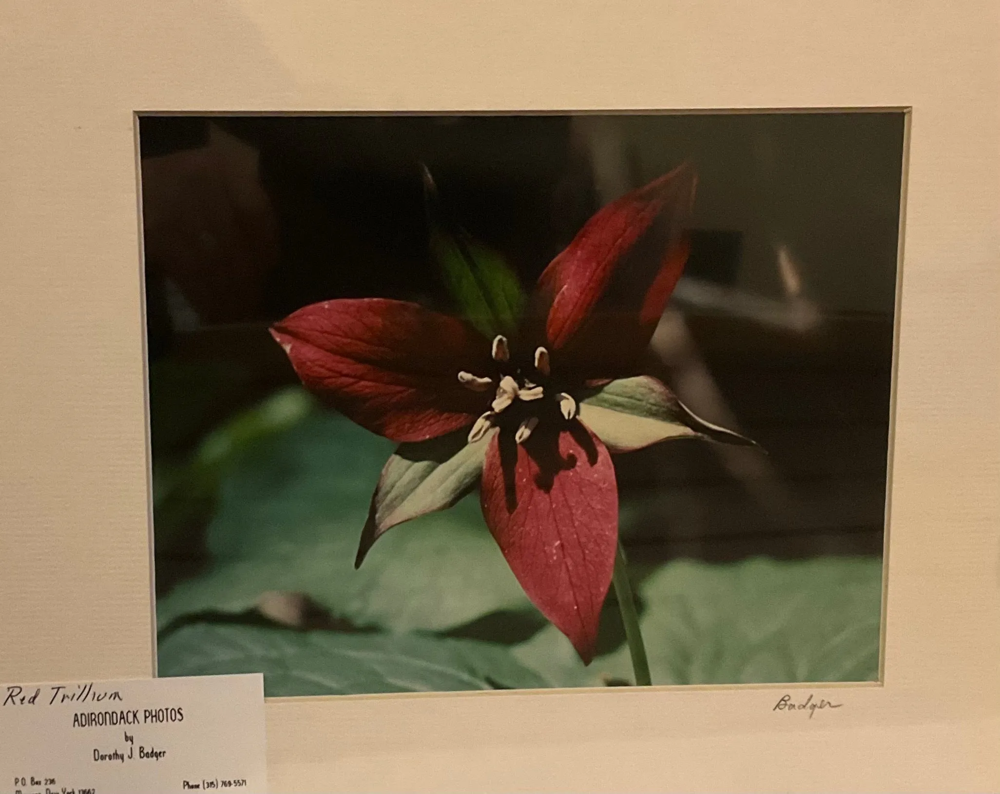 Prints - Dorothy J. Badger